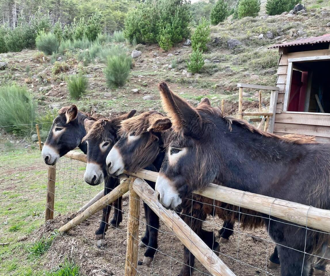 Mountain Eco Shelter 1 Otel Funchal Dış mekan fotoğraf
